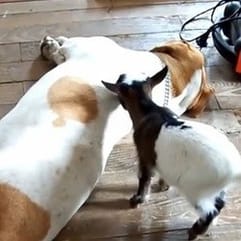 Ein Beagle und eine Ziege