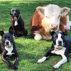 A cow surrounded by dogs