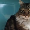SUSHI CT FIV+