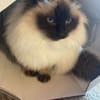 Pitou uit Utrecht