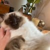 Pitou uit Utrecht