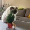 Pitou uit Utrecht