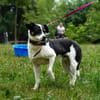 Rollo