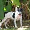 BILLIE Chiot femelle Croisée Épagneul Breton