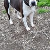 ARYA