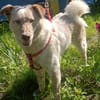 Sasha - sucht seinen Platz für's Leben