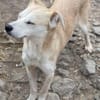 COSIMA - Scheue Schönheit sucht das Glüc