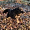 BONNIE - Zuhause gesucht