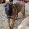 Bluebell sucht ihre Menschen