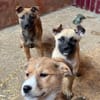 Bluebell sucht ihre Menschen