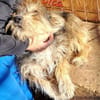 CICA- Wuschel sucht Familienanschluss