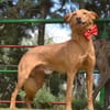 EVEL - Traumhund für Podi- Fans
