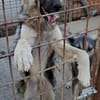 KAIA sucht eine Familie