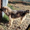 KAIA sucht eine Familie
