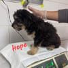 HOPE heißt Hoffnung...