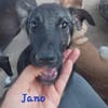 JANO - wartet schon so lange