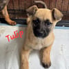 Tulip sucht ihre Menschen