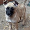 Tulip sucht ihre Menschen