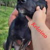 KELAINO -  Familienanschluss gesucht