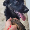 KELAINO -  Familienanschluss gesucht