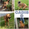 CADIS -liebt die Menschen sehr-