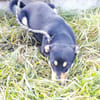 Nelli sucht Kuscheldecke