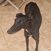PEPA (retour à l’adoption)