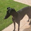 PEPA (retour à l’adoption)
