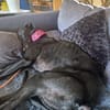 PEPA (retour à l’adoption)