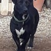 Mickey war ein Kettenhund