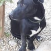 Mickey war ein Kettenhund