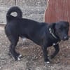 Mickey war ein Kettenhund