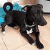 Mickey war ein Kettenhund