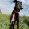 GIRIA (Animalea)