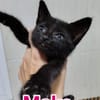 Moka