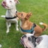 Timo aus 47799 Krefeld sucht sein Glück!