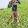 Akra, femelle, croisée berger, née le 15/03/2025