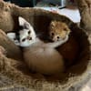 Mimichat