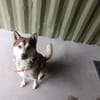LOLA