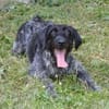 PEPPER