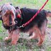 FILOU