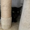 SAFA [FIV+]