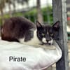PIRATE