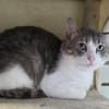 Koala [FIV+]
