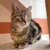 MINETTE