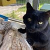 blacky
