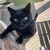 blacky