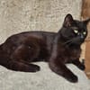 REGLISSE