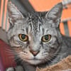 MINOU