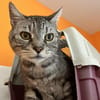 MINOU